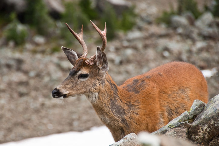 Deer with skin disorder