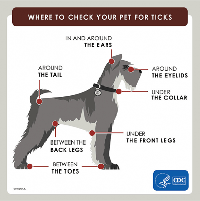 Diagram showing where to check your dog for ticks
