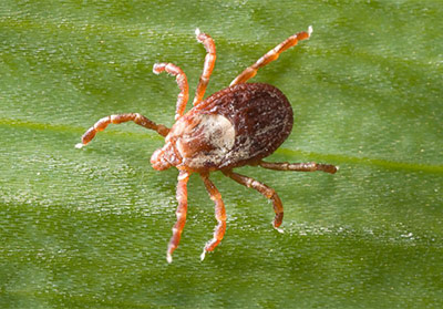 Rocky Mountain Wood Tick Dermacentor andersoni on green leaf