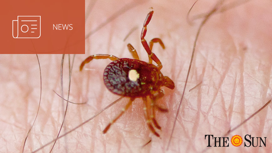 Photo of lone star tick with the Sun logo and white sans-serif type in upper left on dark orange background with news icon