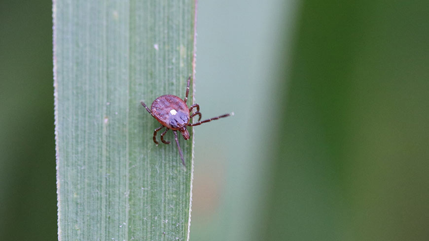 Photo of lone star tick on a blade of grass